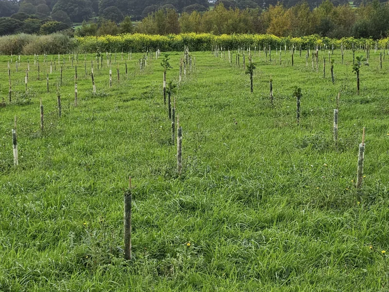 Marshalls plants over 5,000 trees since 2022 Marshalls